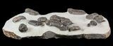 Wide Austerops Trilobite Mortality Plate - Jorf #58934-7